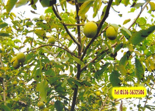 水分對核桃苗影響